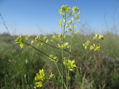 Erysimum virgatum