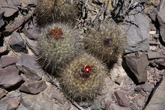 Parodia stuemeri