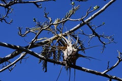 Tillandsia elusiva
