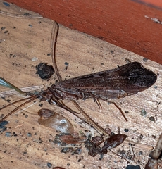 Glyphopsyche irrorata
