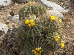 Ferocactus echidne victoriensis