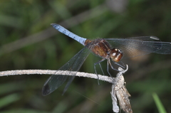 Erythrodiplax atroterminata