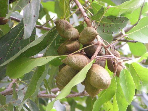 Cola laurifolia