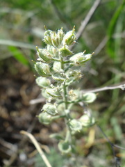 Alyssum hirsutum