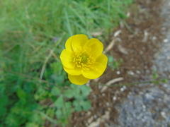 Ranunculus neapolitanus