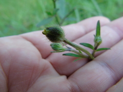 Ranunculus neapolitanus