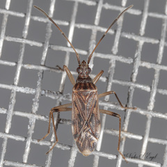 Ozophora salsaverdeae