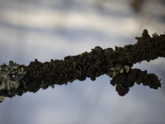 Melanohalea septentrionalis