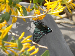 Phocides urania urania