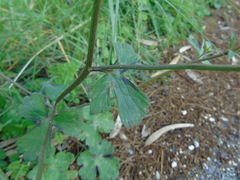 Ranunculus neapolitanus