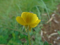 Ranunculus neapolitanus