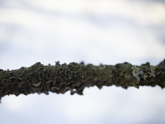 Melanohalea septentrionalis