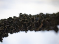 Melanohalea septentrionalis