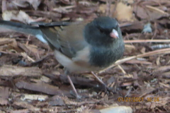 Junco hyemalis