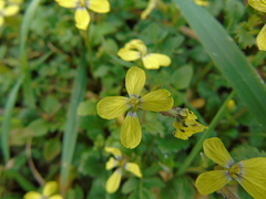 Enarthrocarpus arcuatus