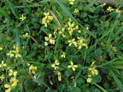 Enarthrocarpus arcuatus