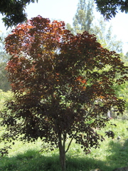 Euphorbia cotinifolia