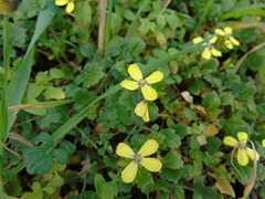 Enarthrocarpus arcuatus