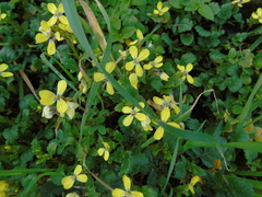 Enarthrocarpus arcuatus