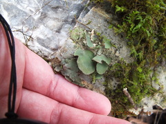 Umbilicariomycetidae