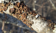 Tuckermanopsis sepincola
