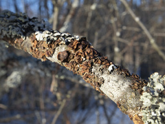 Tuckermanopsis sepincola