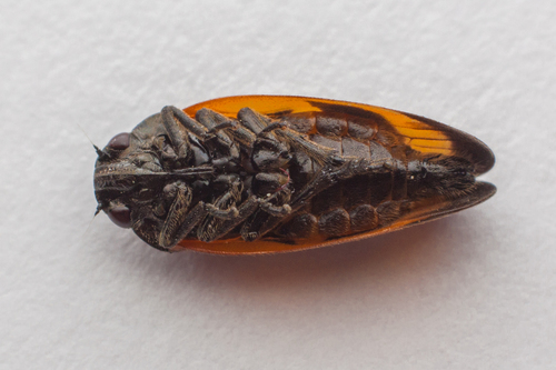 Roodzwarte dennencicade, photo 4 of 10