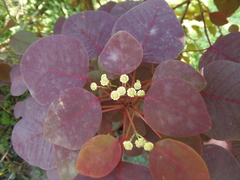 Euphorbia cotinifolia