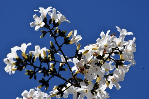 Cordia alliodora - Leaves