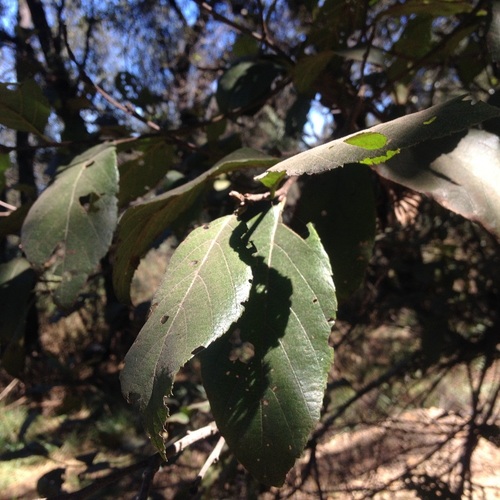 Mexican alder