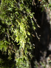 Plagiothecium laetum