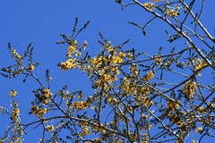 Cenostigma eriostachys