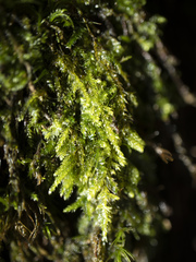 Plagiothecium laetum