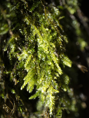 Plagiothecium laetum