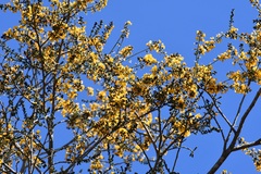 Cenostigma eriostachys