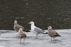 Larus argentatus