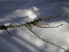 Lachnellula occidentalis