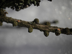 Lachnellula occidentalis