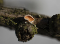Lachnellula occidentalis