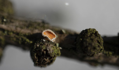 Lachnellula occidentalis