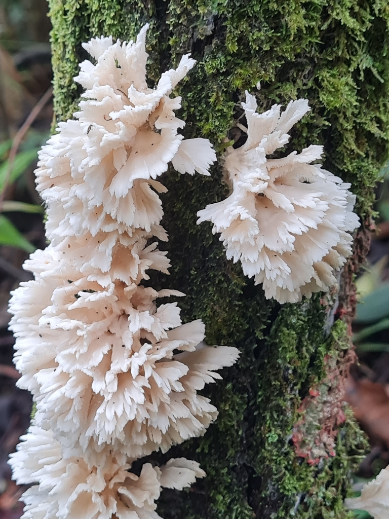 Irpex rosettiformis · February 2021 · photo: © ronaldperet (iNaturalist, cc-by)