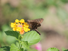 Thorybes dorantes dorantes