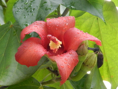 Hibiscus elatus