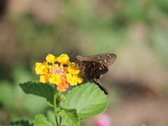 Thorybes dorantes dorantes