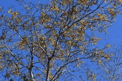 Cenostigma eriostachys