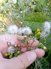 Senecio vulgaris subsp. vulgaris image