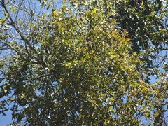 Phoradendron velutinum