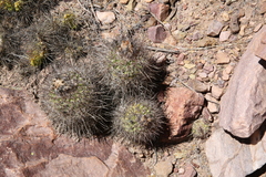 Parodia stuemeri