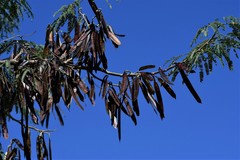 Leucaena diversifolia