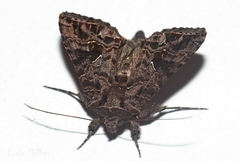 Ctenoplusia accentifera